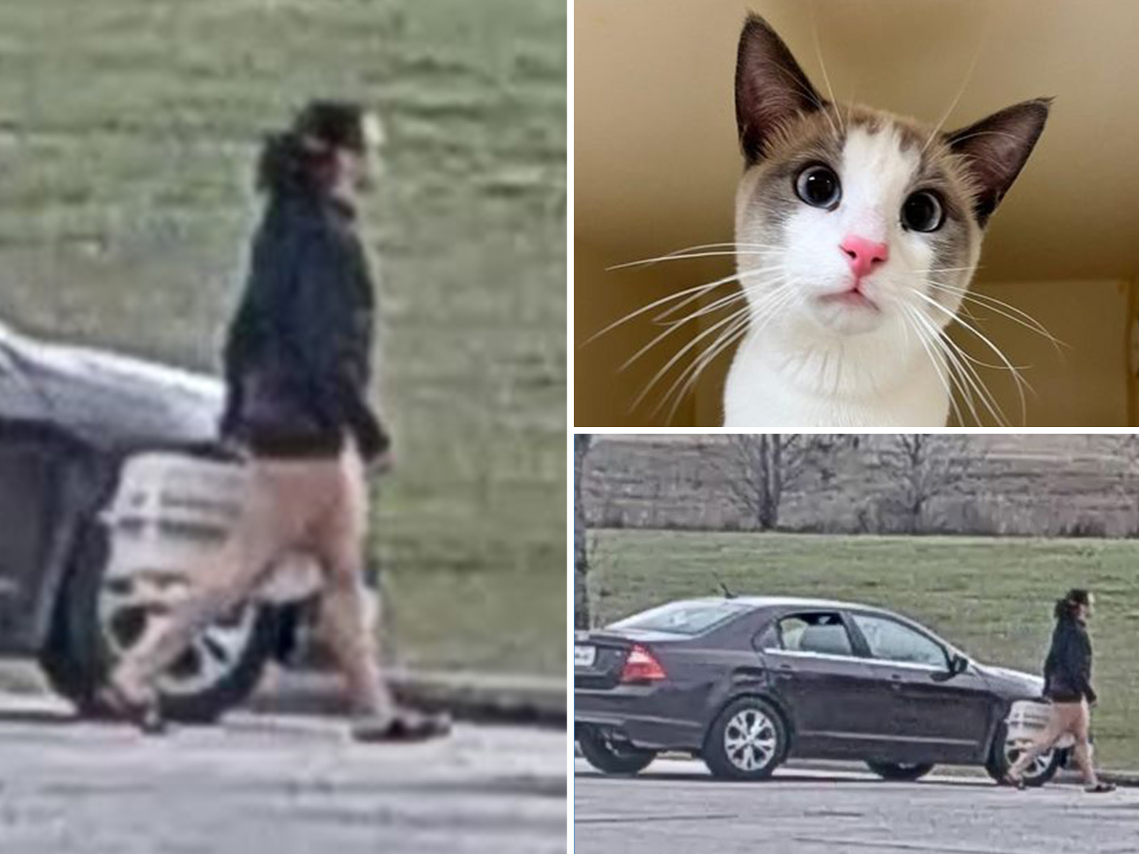 Woman Dumping Sweet Cat In Carrier In Texas Trash Can Caught On