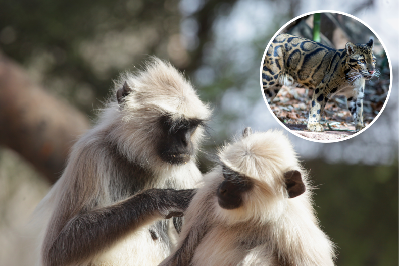 Langur monkeys; clouded leopard