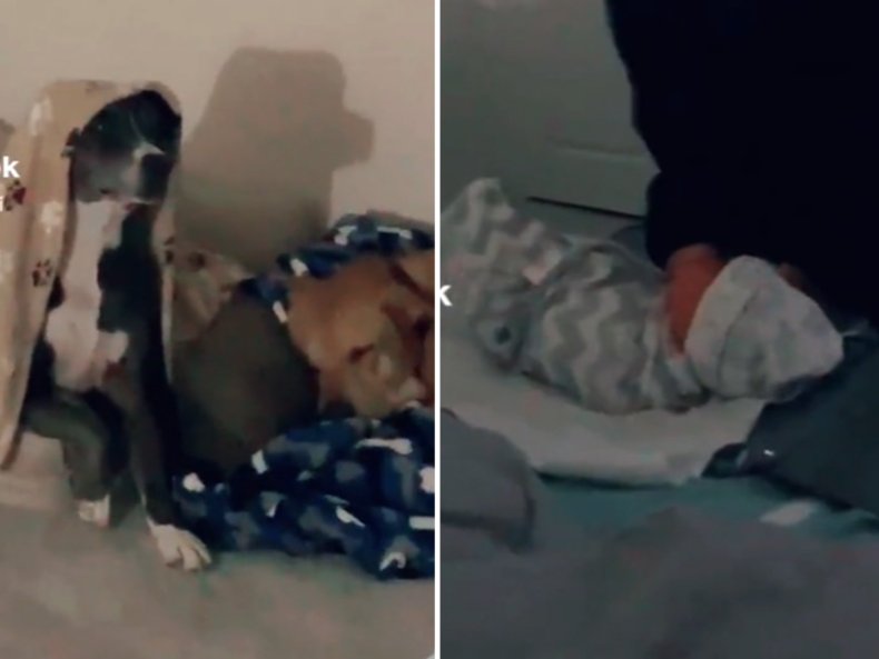 Tiktok Dog