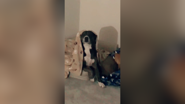 Dog Reaction To Crying Baby