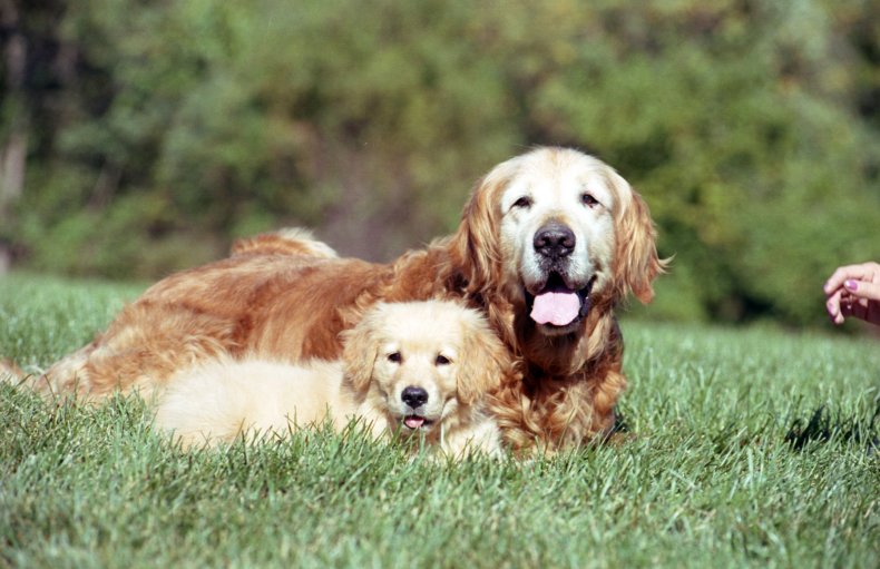 Golden Retriever and a puppy