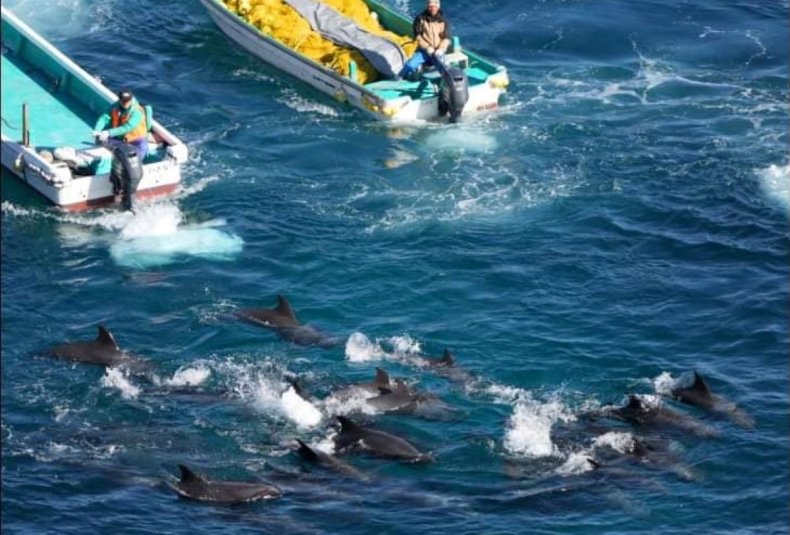 A dolphin hunt is underway in Japan
