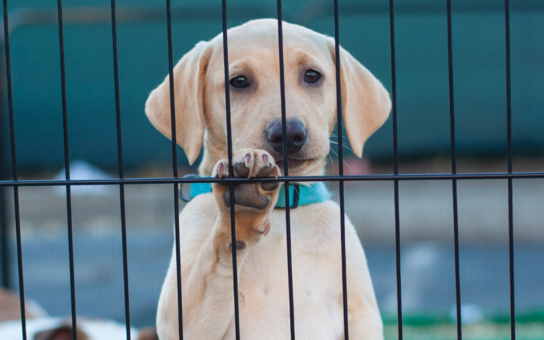A yellow Labrador puppy.