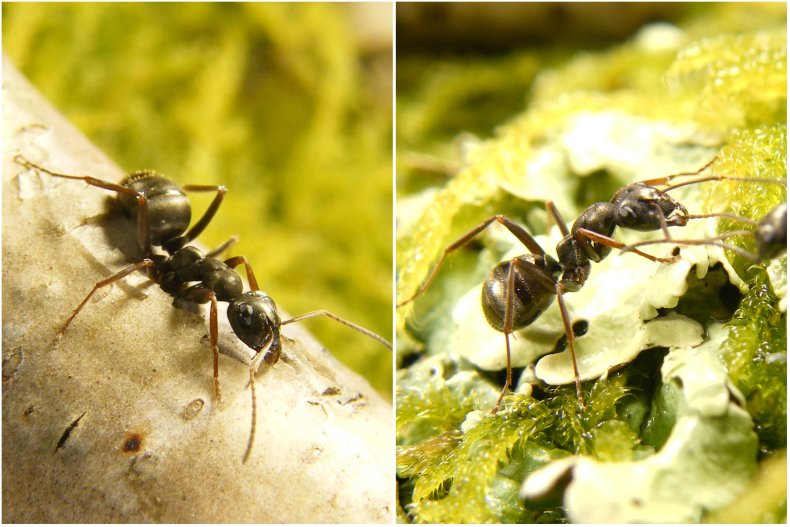Silky ants trained to detect cancer
