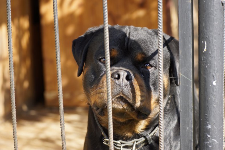 Rottweiler behind bars