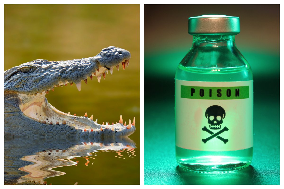 crocodile and poison