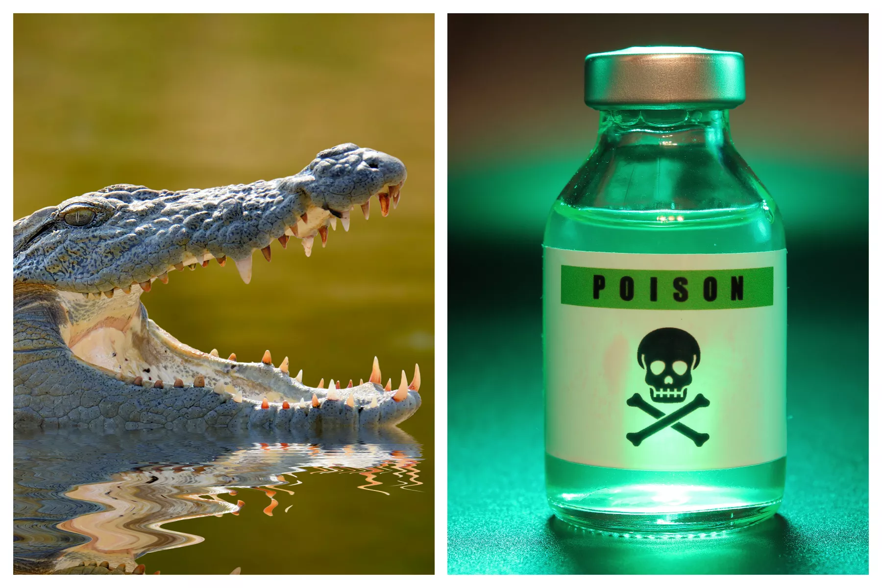 Man Allegedly Poisoned and 'Fed to Crocodiles' by Lover: 'Devastated' - Vimarsana News