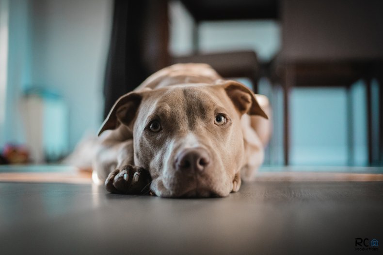 American pit bull terrier looking sad. 