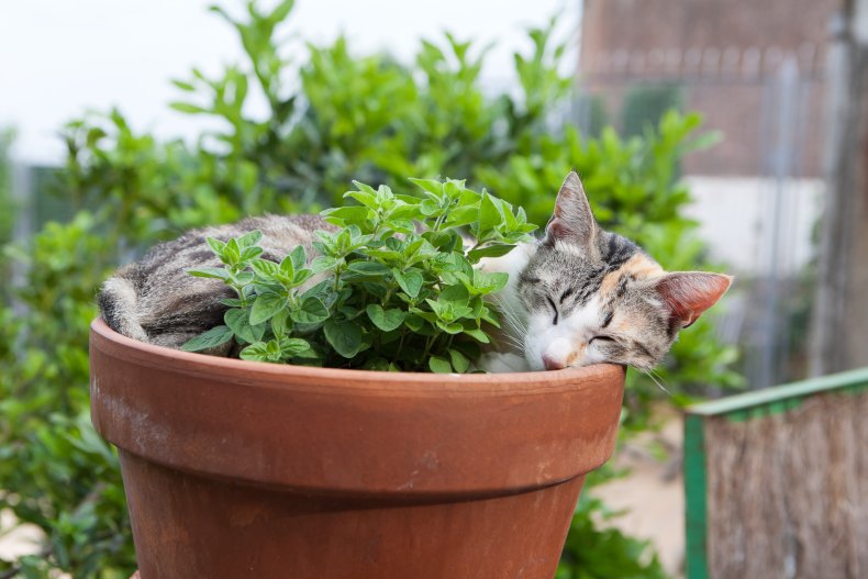 Cat sleeping in a flowerpot. 