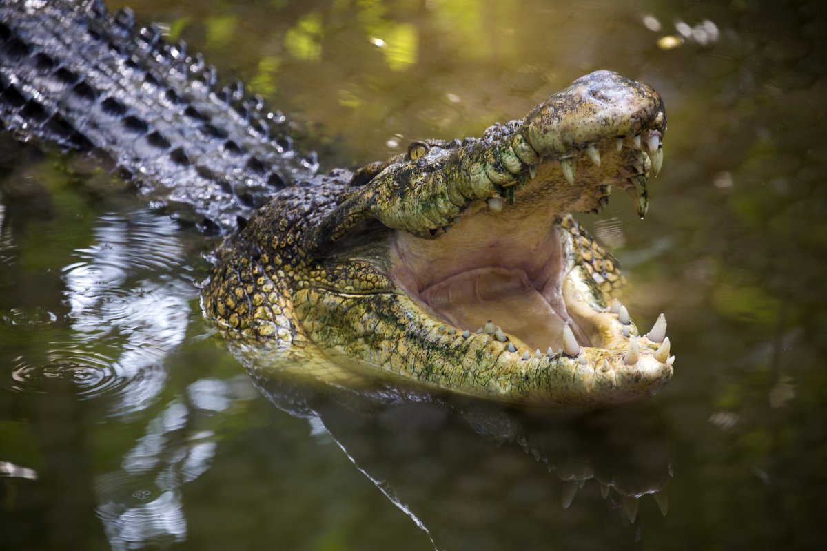 What's the difference between alligators and crocodiles? - BBC Science  Focus Magazine