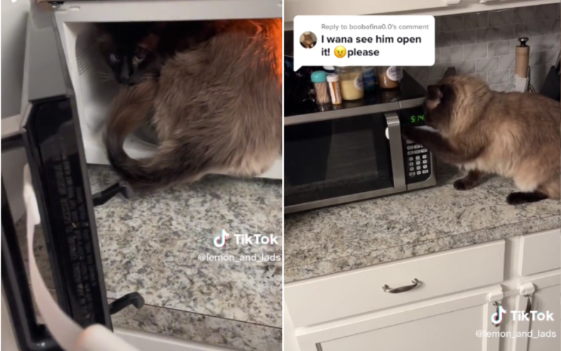 Bentley the cat loves the microwave.