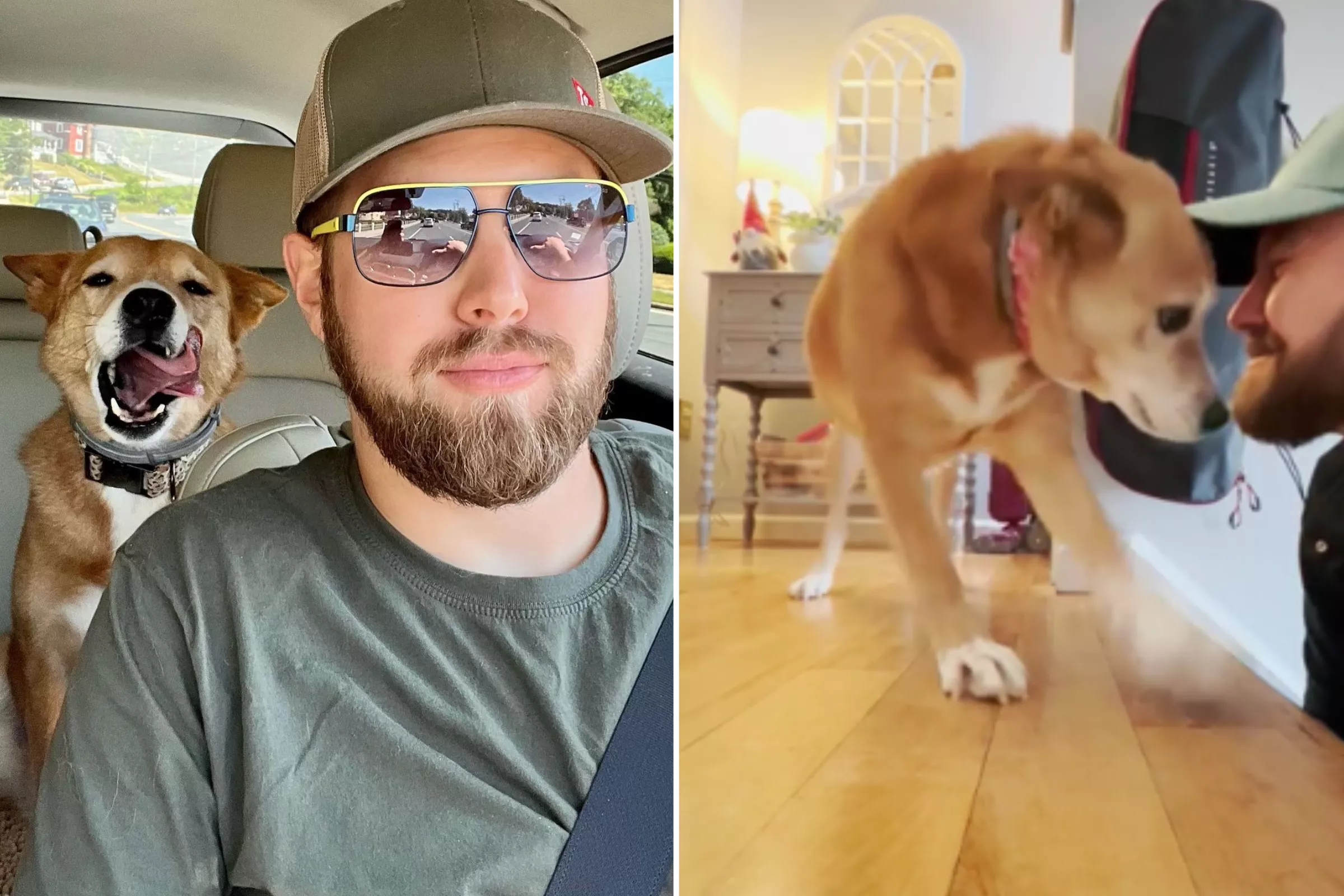 Owner Surprising Dog on Lunch Break Melts Hearts: 'So Excited' - Vimarsana News