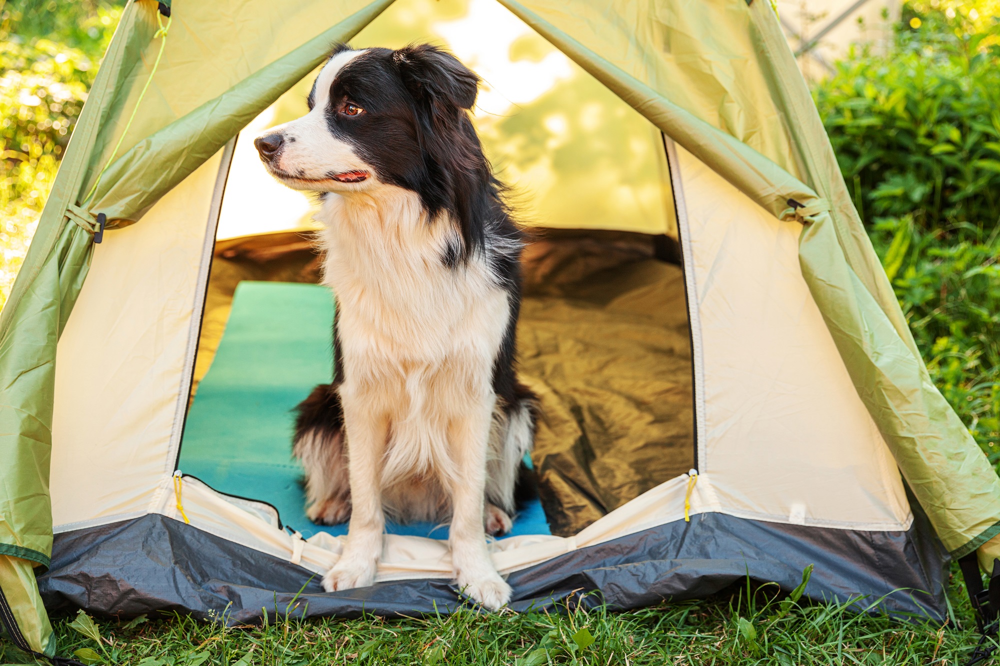 Sheep Dog Politely Asking To Be Let Out of Tent Melts Hearts: 'Head Tilts'