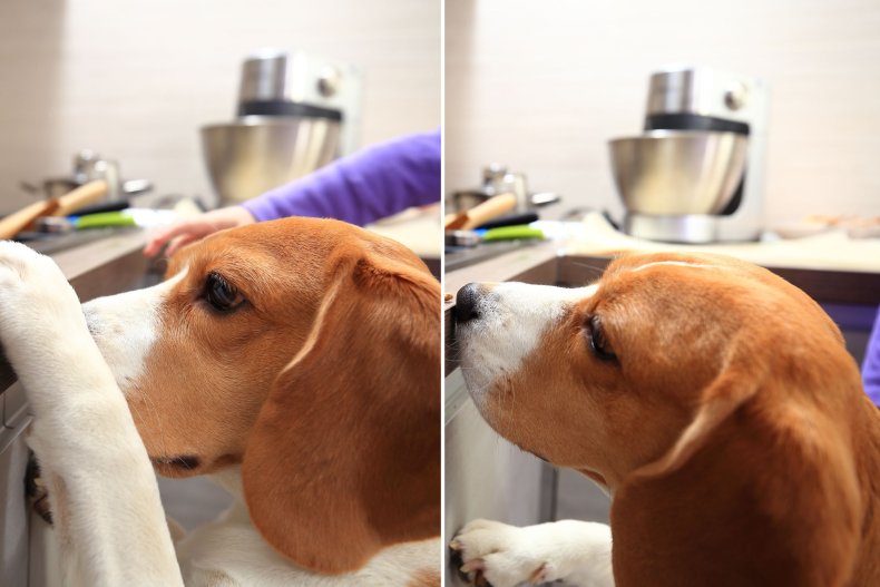 File photo of dog in a kitchen.