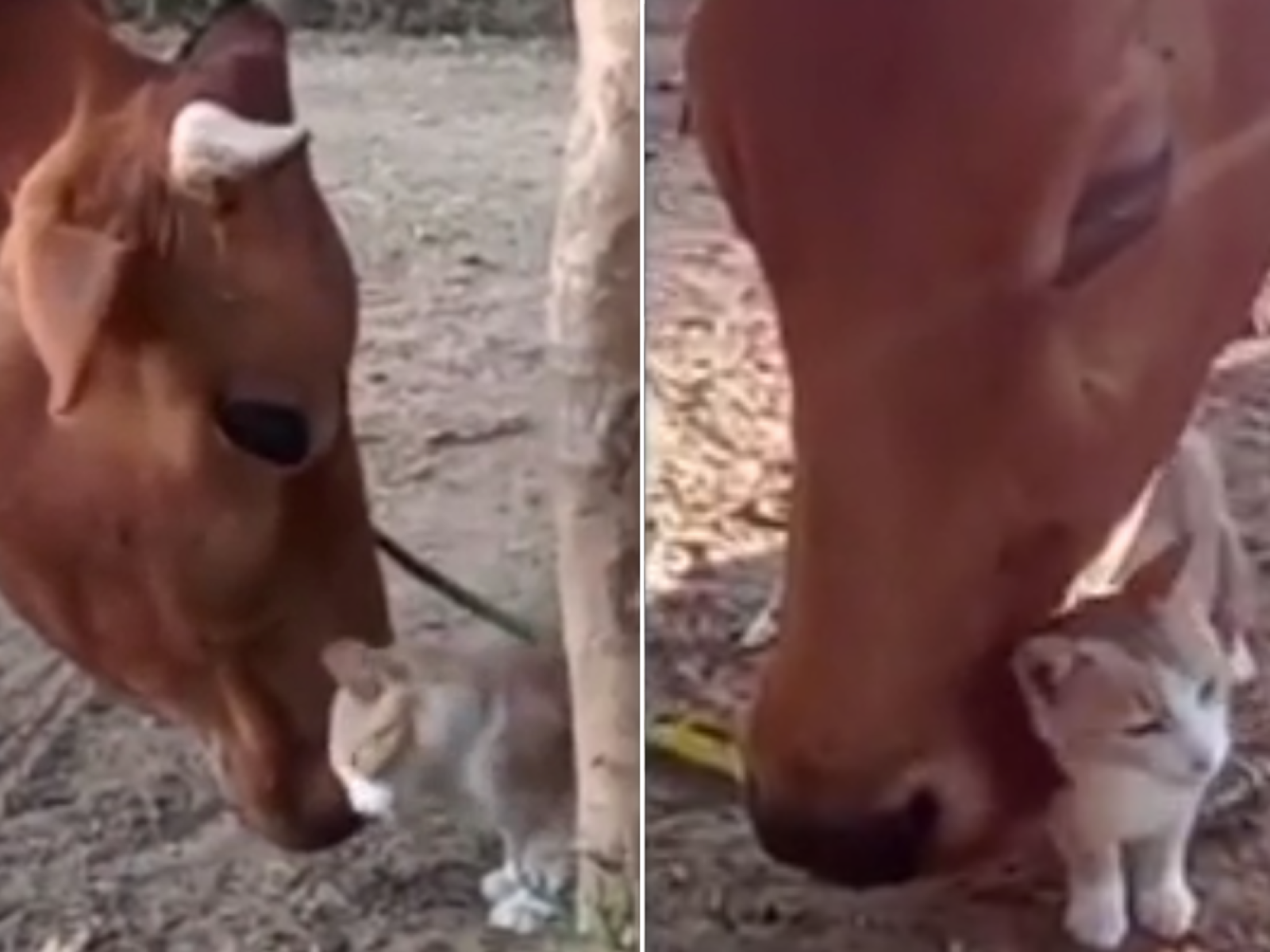 Cat Strikes Up Heartwarming Friendship With Farm Cow: 'Buddies'