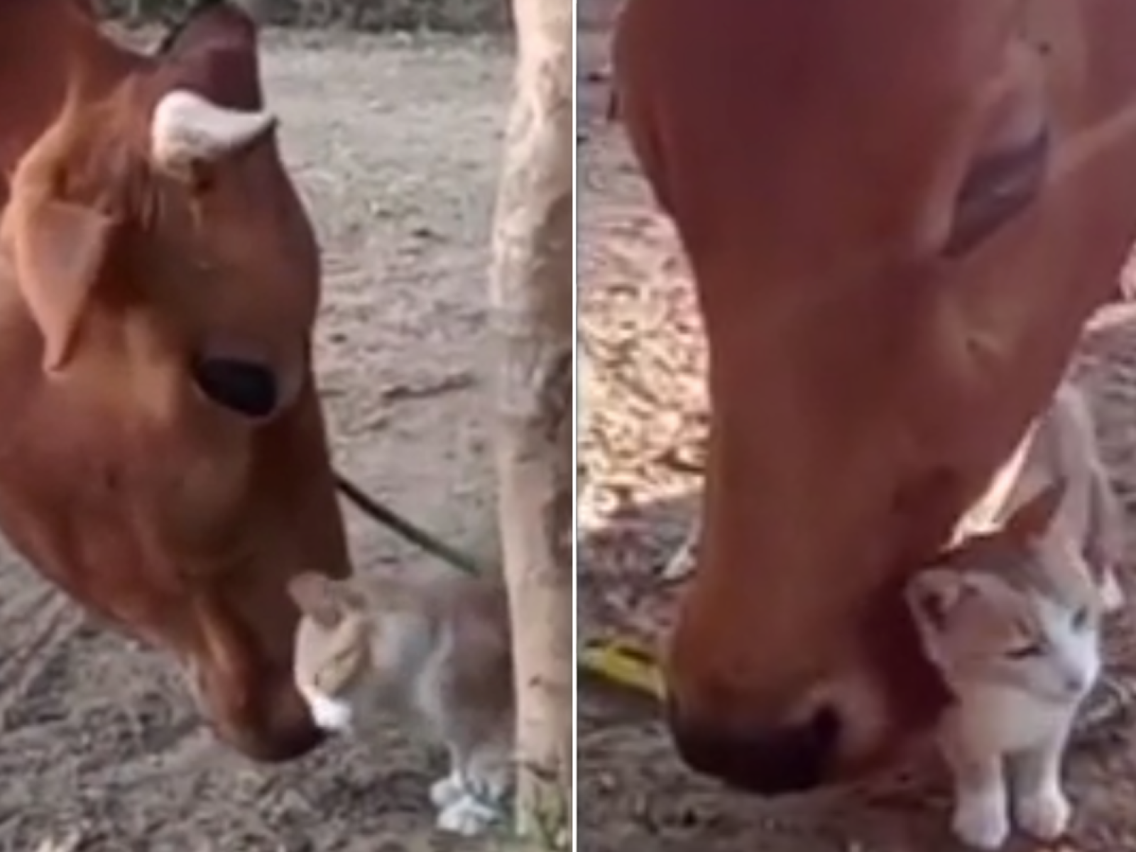 Cat Strikes Up Heartwarming Friendship With Farm Cow: 'Buddies' Cat Strikes Up Heartwarming Friendship With Farm Cow: 'Buddies'