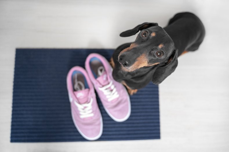 Dachshund standing over a pair of sneakers