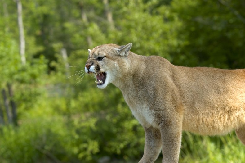 Mountain lion showing teeth 