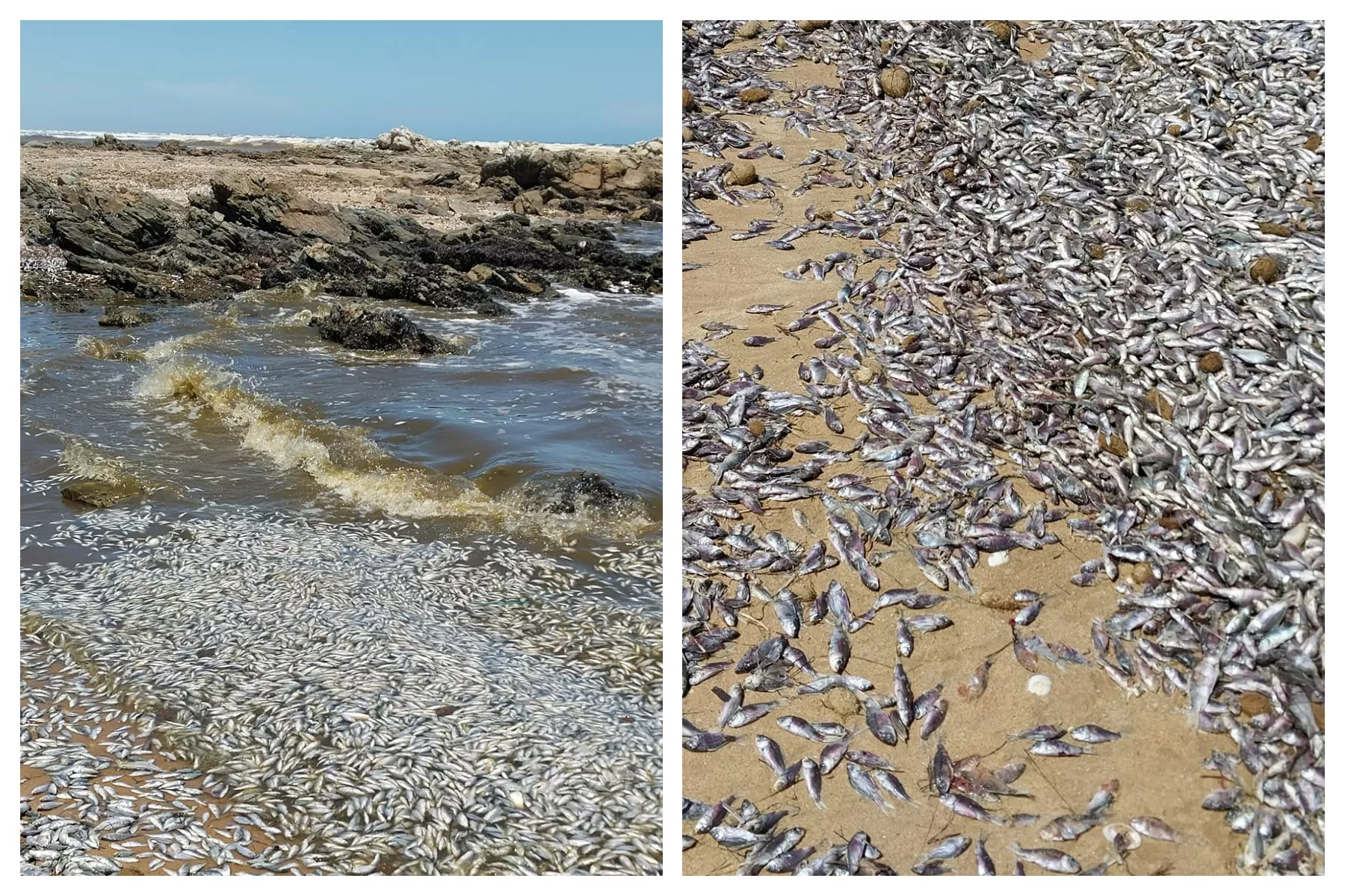 Calls to Give Carp Herpes after Rampant Breeding Sees 1000s Dead on Beach - Vimarsana News