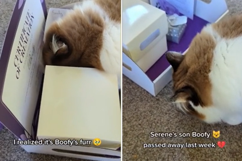 Cat discovers her son's ashes and fur