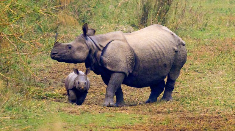 One-horn rhino