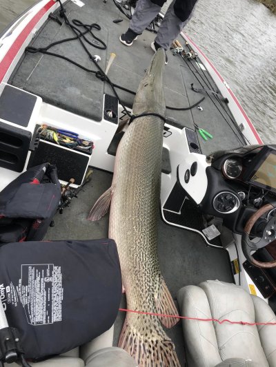 Alligator Gar on a boat Alligator Gar on a boat