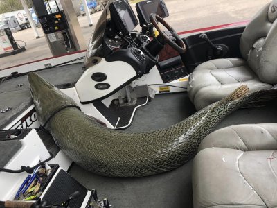 State record held by Alabama Alligator Gar State record held by Alabama Alligator Gar