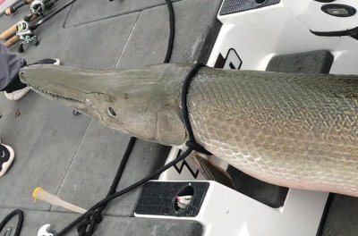 Record-breaking alligator gar caught in Alabama