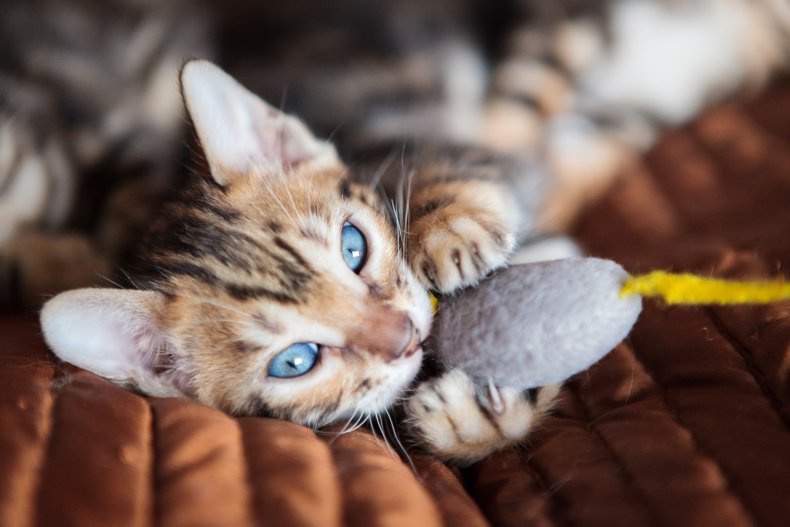 Kitten playing with pet mouse toy. 