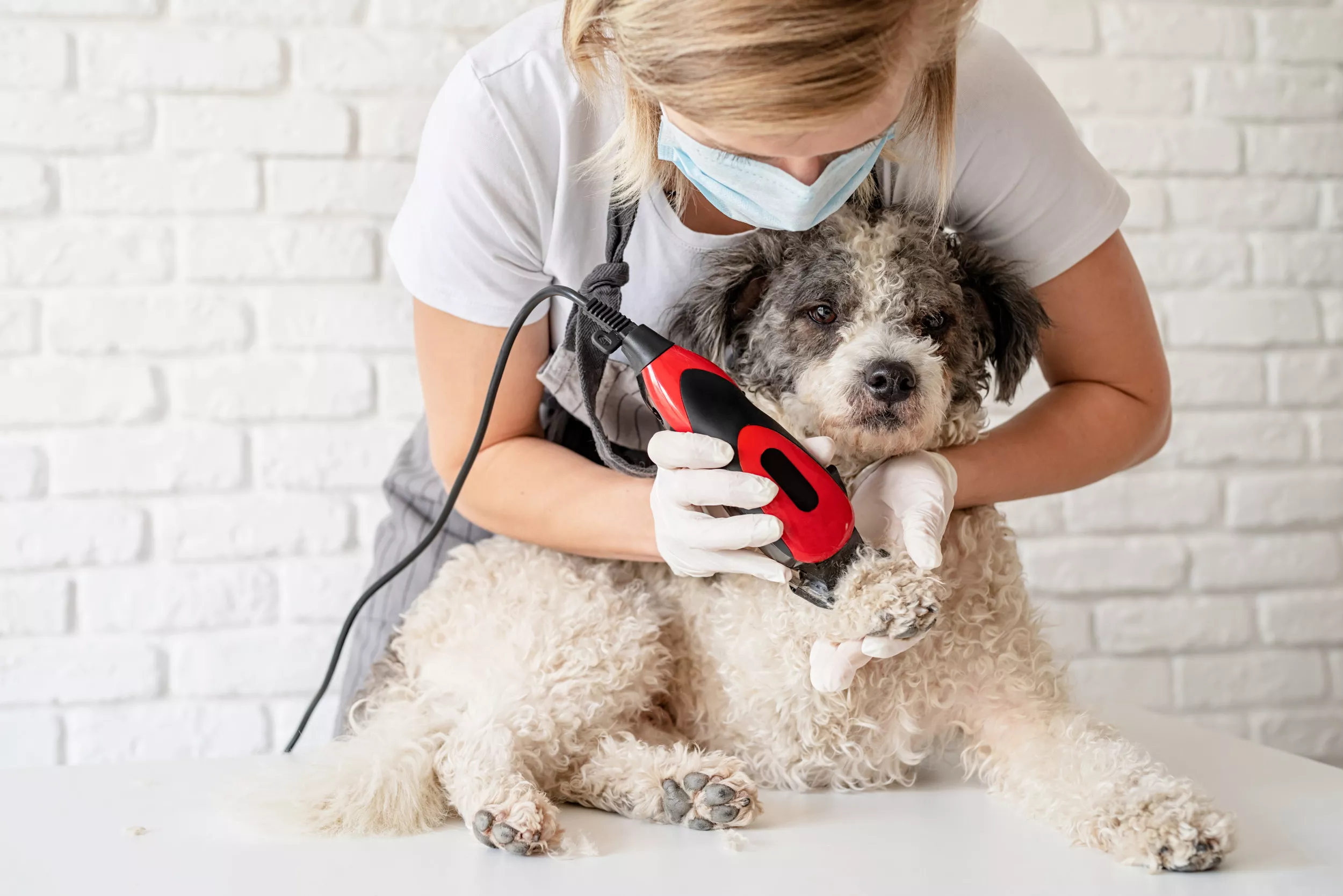 Horror As Dog Groomer Forced To Wax Pet Hair Embedded Into Her Skin—'Sharp' - Vimarsana News