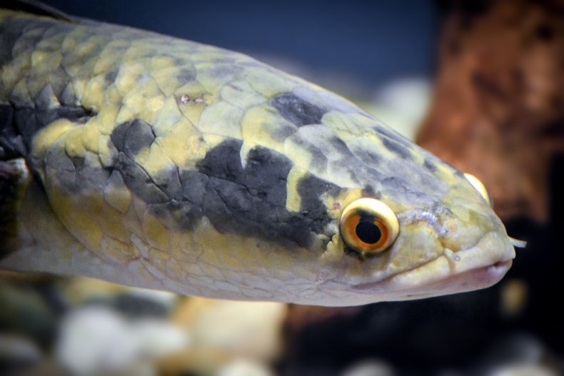 Snakehead fish 