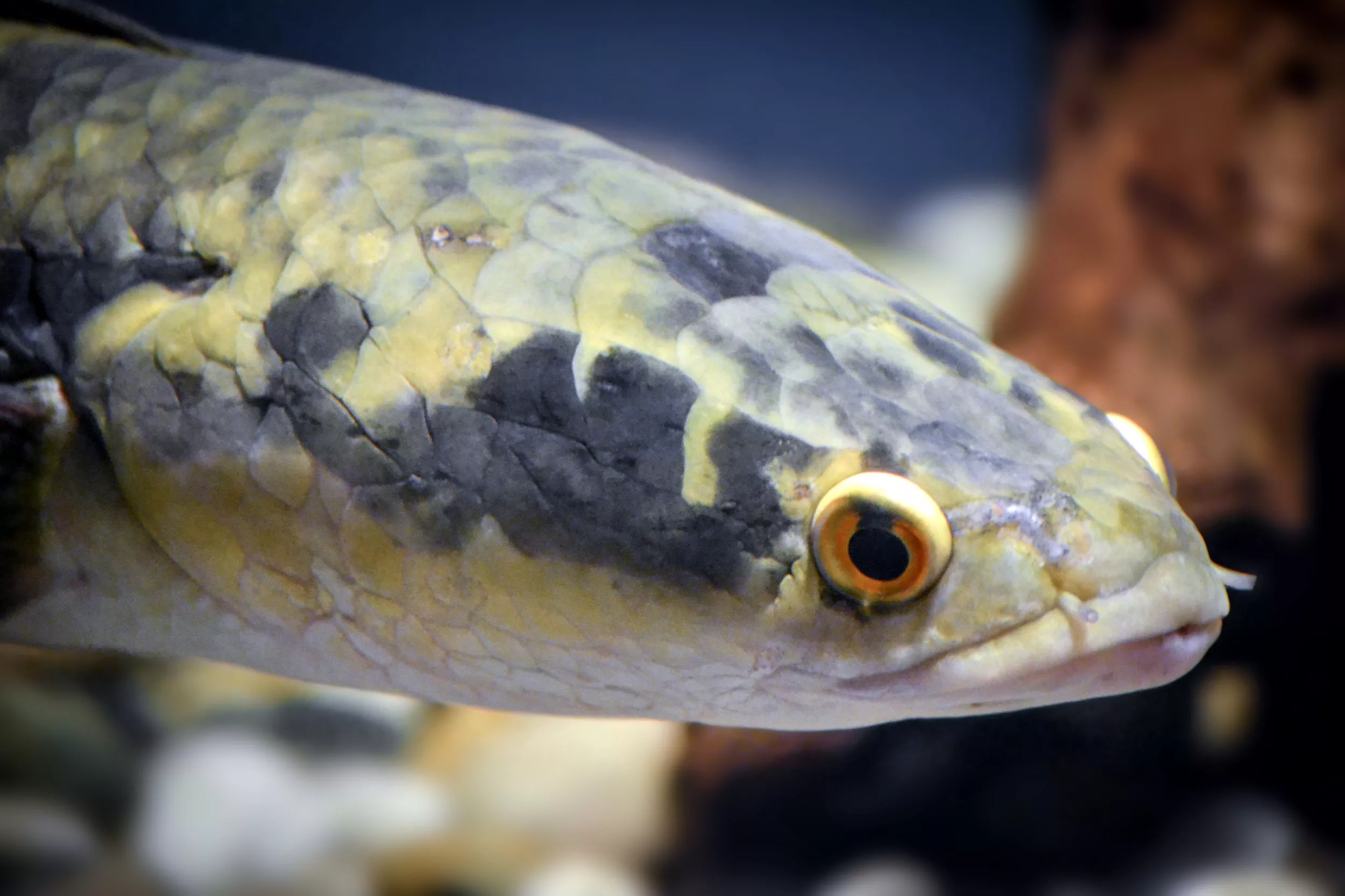 Aggressive Frog-Eating Fish That Breathes Air Found in New Part of Florida - Vimarsana News