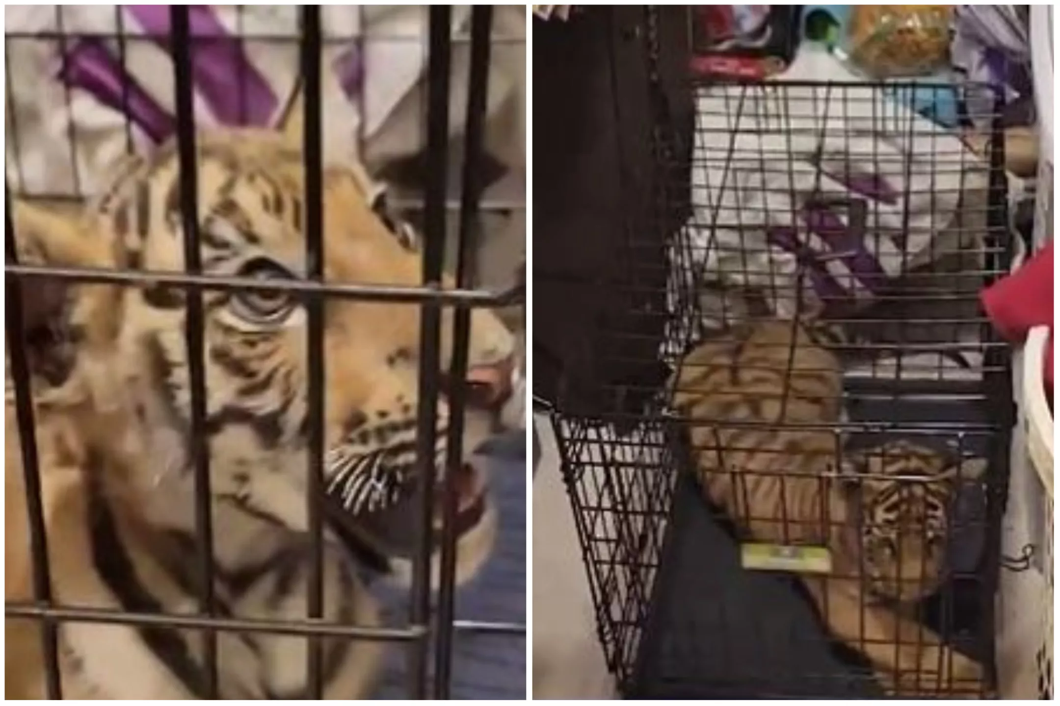 Man Tries To Sell Tiger Cub to Undercover Cops for $20,000, Gets Arrested - Vimarsana News