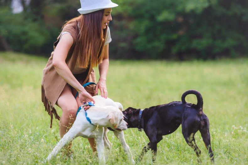 vet issues dog collar warning