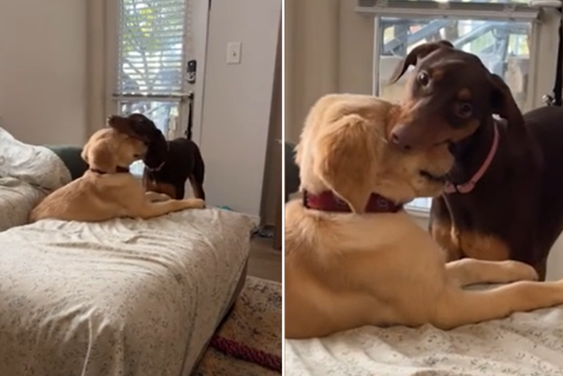 Puppy unbothered by biting Doberman