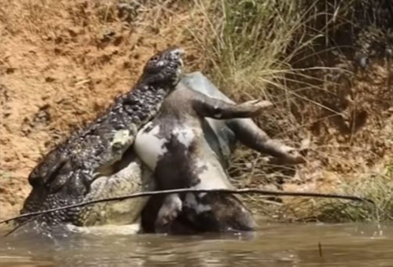 Crocodile eating pig