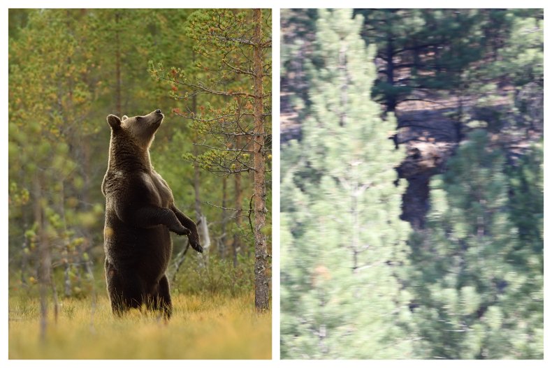 bear and bigfoot