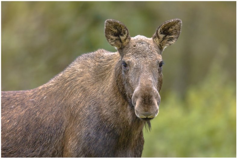 A stock image of a female moose