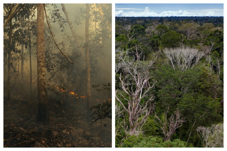 amazon rainforest