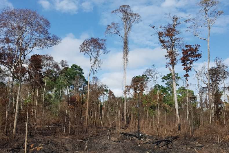 burned trees amazon rainforest