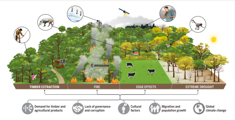 rainforest degradation
