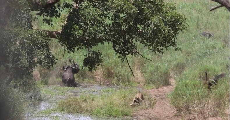 Buffalo throwing lion in air