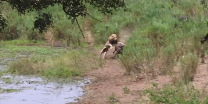 Lion pouncing on Buffalo calf