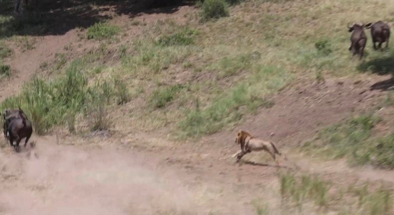 Lion chasing buffalo