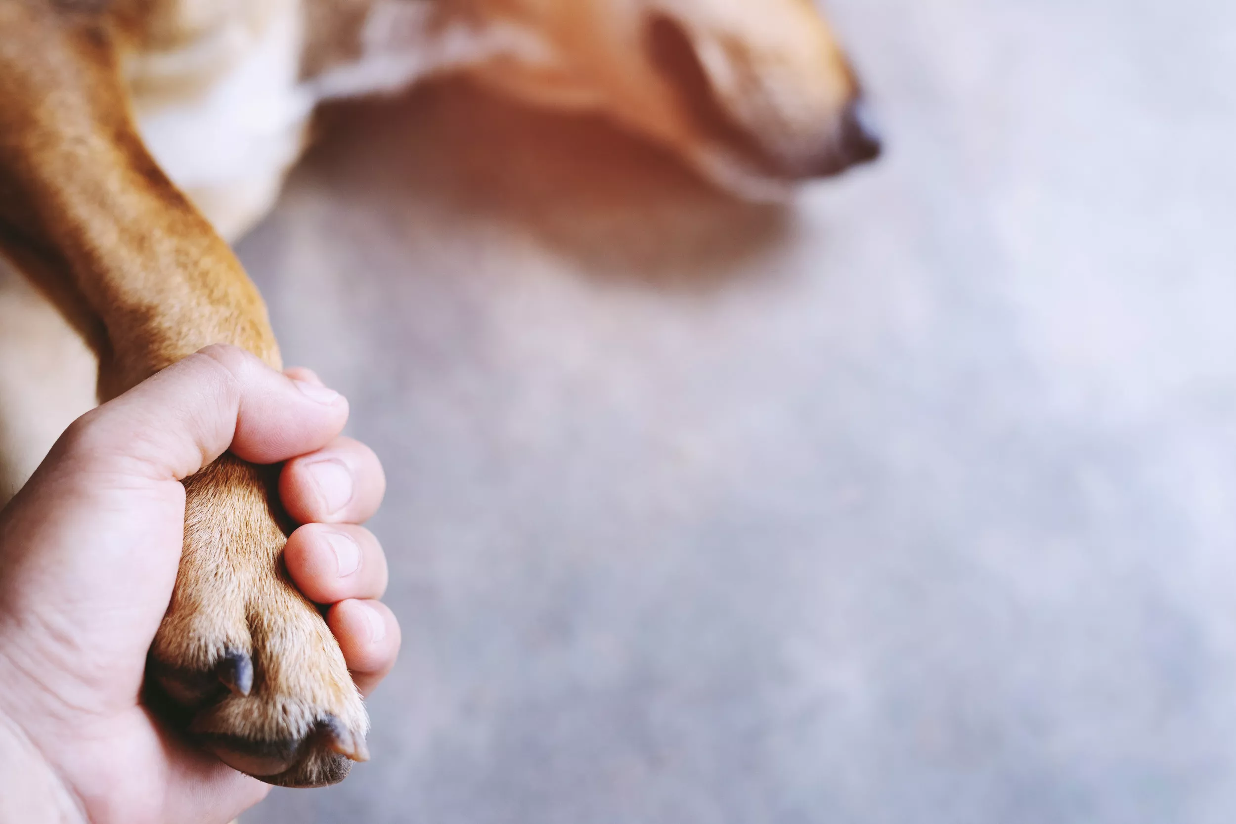 Emotional Moment Cancer-Stricken Dog Tells Her Owners She's 'Ready' - Vimarsana News