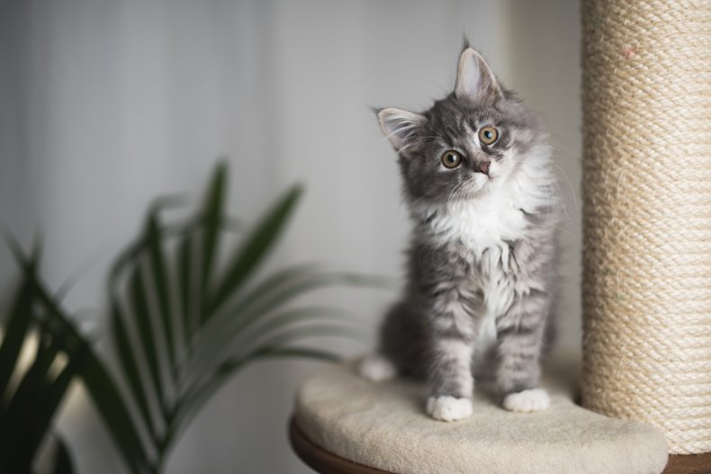 realtor urged to unsee cat
