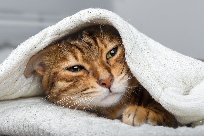 Tabby cat curled up under white sweater