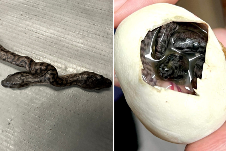 Two headed snake close-up