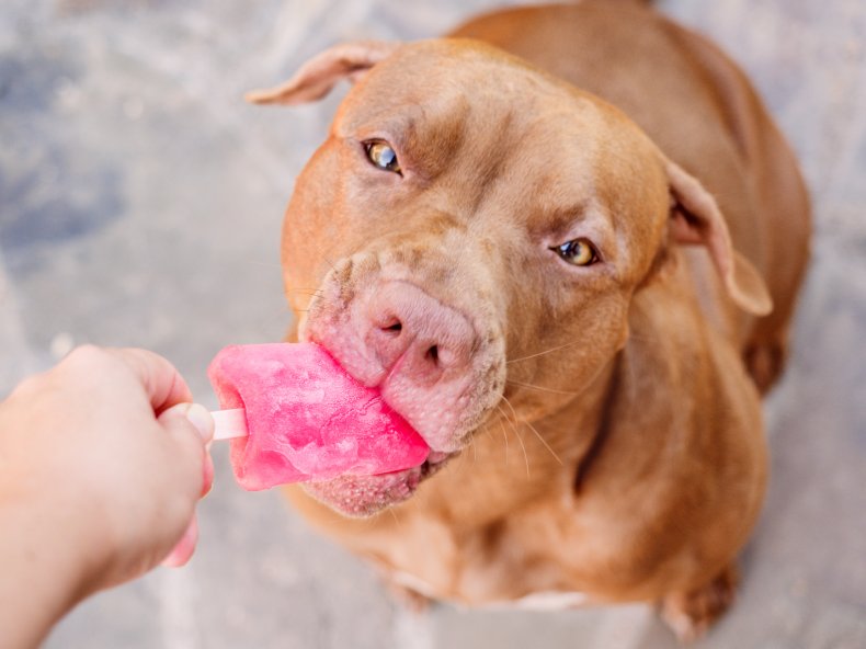 Pitbull eating ice cream 