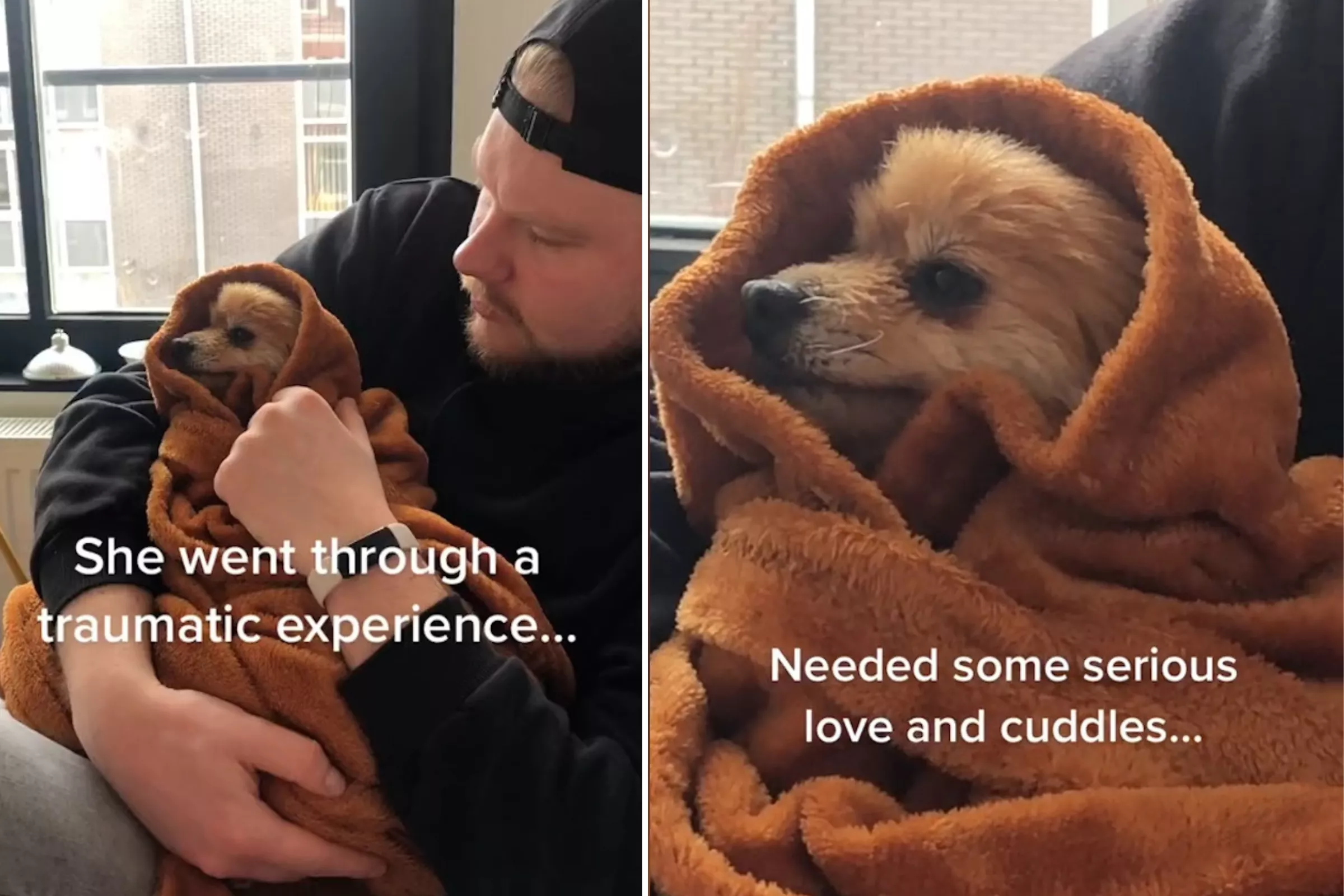 Hearts Melt as Rescue Dog Needs Cuddles After 'Traumatic Experience' - Vimarsana News